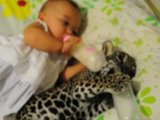 Младенец и ягуар пьют молоко из бутылочек