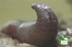 Самый длинный земляной червь живет в Австралии