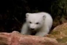 Звезда немецкого зоопарка — медвежонок Флоки