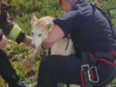 Пожарные спасли собаку от падения с утеса