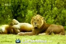 Животные-геи есть практически среди всех видов