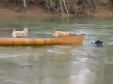 Отважная собака спасла своих сородичей