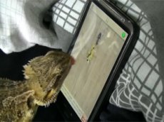 Агама попыталась пообедать виртуальными муравьями