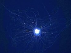Ученые засняли на видео неизвестных обитателей морских глубин