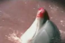 Как в Японии убивают дельфинов