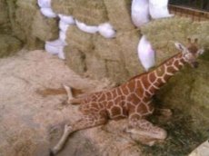 Упавшего в зоопарке жирафа подняли спасатели МЧС