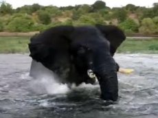 Слон едва не перевернул лодку с туристами в Ботсване