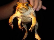 Лягушка — мутант из Глэдстоуна