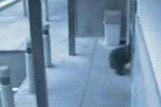 Медведь ворвался в магазин электроники в Колорадо