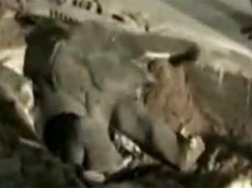 Слоненок чудом выжил, угодив в яму