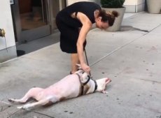 Собака объявила хозяйке бойкот, развалившись на тротуаре