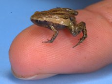 Самая маленькая лягушка в мире