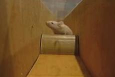 Самая быстрая мышь живет в Японии
