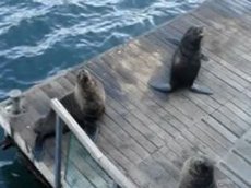 Морской котик копирует смех девушки