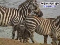 Крокодил сожрал зебру на глазах у оператора