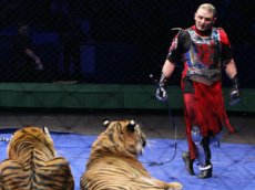 Ожесточенная драка тигра и льва в московском цирке