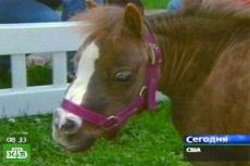 Cамая маленькая в мире лошадка поднимет настроение больным детям