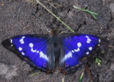 Россиянину дали три месяца тюрьмы за пойманную бабочку