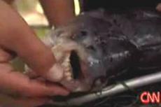 В Америке выловили рыбу с человеческими зубами