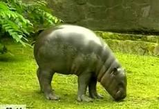 Посетителям берлинского зоопарка представили детеныша гиппопотама