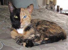 "Двуликая" кошка стала звездой Интернета