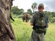 Взбесившийся слон напал на туристов на юге Африки