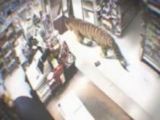Тигр зашел в магазин за «покупками»