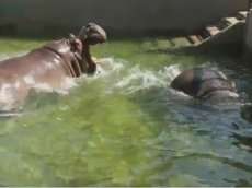 Первое после зимы уличное купание бегемотов в зоопарке