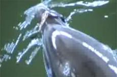 Случай в дельфинарии или Экспромт с очками