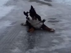 Танцы на льду в исполнении щенка бьют рекорды просмотров