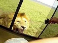 Турист попытался погладить льва и едва не лишился руки