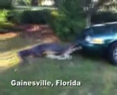Крокодил напал на патрульную машину