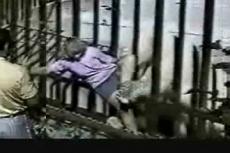 Полярный медведь едва не растерзал посетительницу зоопарка