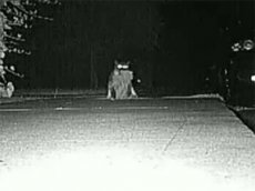 Кот-клептоман принес хозяевам более 600 вещей