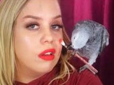 Попугай, делающий макияж своей хозяйке, стал интернет-звездой