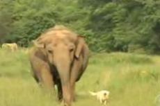 Слониха подружилась с собакой