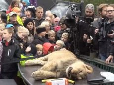 В датском зоопарке провели вскрытие льва на глазах у детей