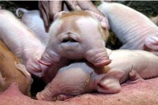 В Британии родился поросенок с двумя головами