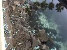 Миллионы дохлых рыб всплыли в Калифорнии