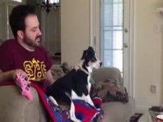 Поющая собака