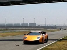 Везучая белка