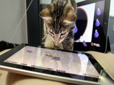 iPad для кошек