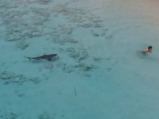 На Багамах мальчика атаковали четыре акулы