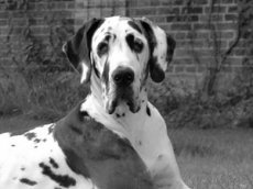 Пес устраивает "истерику", когда его соперник получает все внимание