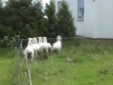Кролик-пастух стал звездой на Youtube