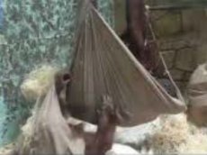 Орангутан соорудил гамак из покрывала