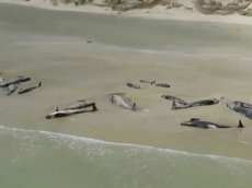 145 чёрных дельфинов выбросились на берег в Новой Зеландии