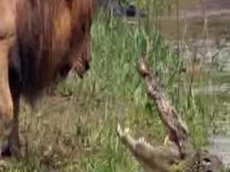 Крокодил против льва: кто кого?