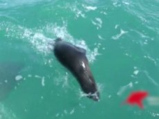 Акула съела тюленя на глазах у туристов