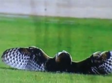 Футболист колумбийской команды едва не убил сову на поле